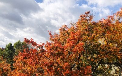 Bewusst Leben im Herbst: 5 schöne Ideen, die Du jetzt umsetzen kannst