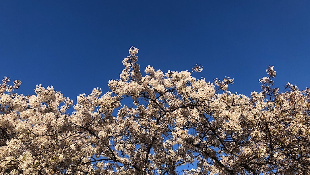 Blühender Kirschbaum vor strahlend blauem Himmel